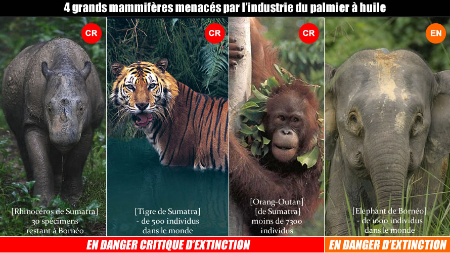 4mam Stop a l'huile de palme ! Utilisons l'huile de chêne, un produit français !
