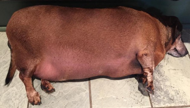 chien-obese-boulimie-anorexie Trouble alimentaire canin : l’anorexie touche de plus en plus de chiens en milieu urbain