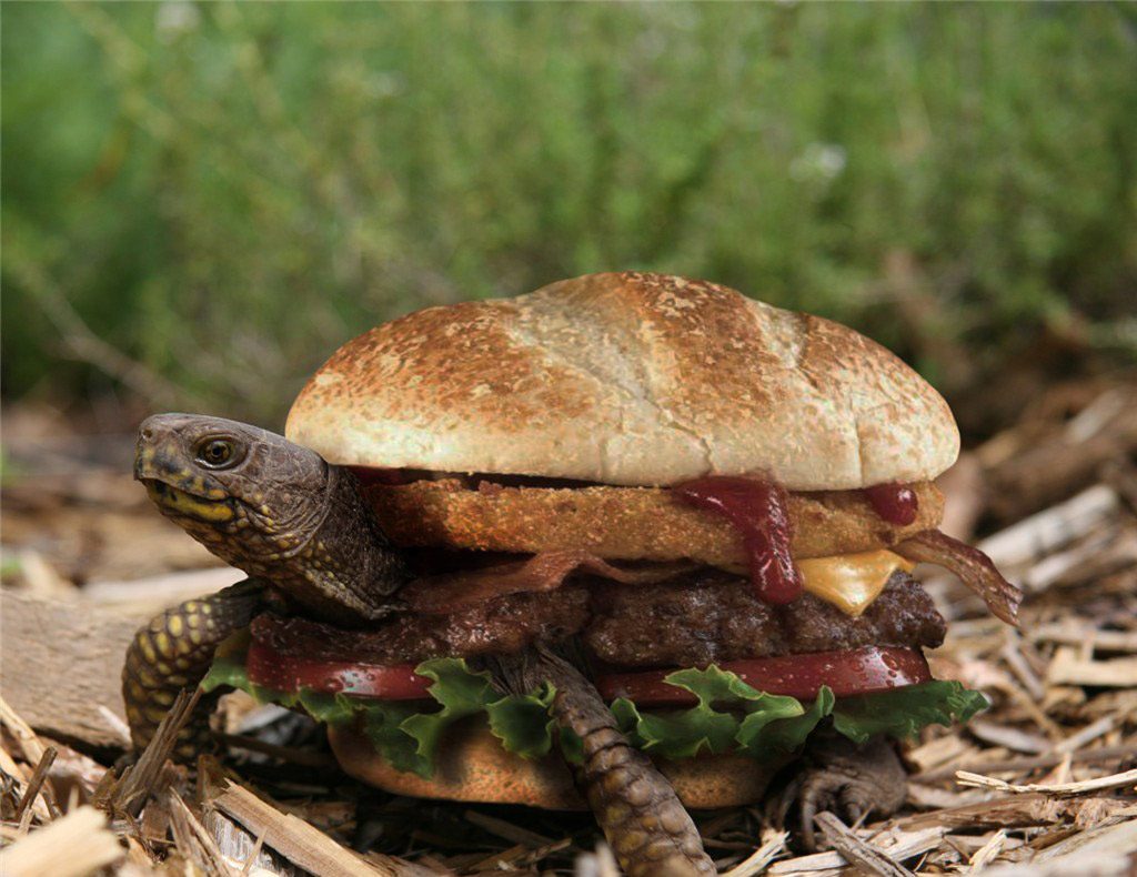 tortue-burger-turtle-chine-1-1024x790 Chine : un restaurant propose des Turtle Burgers, des burgers à base de tortues ... vivantes !