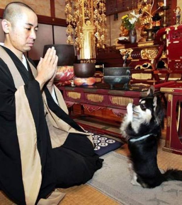 chien-bouddhiste-1 250 moines coréens se font incinérer vivants pour rendre hommage à leur chien décédé qui incarnait le fondateur du temple