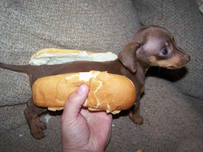 01 De la viande de chiens bientôt vendue dans la première boucherie canine de France