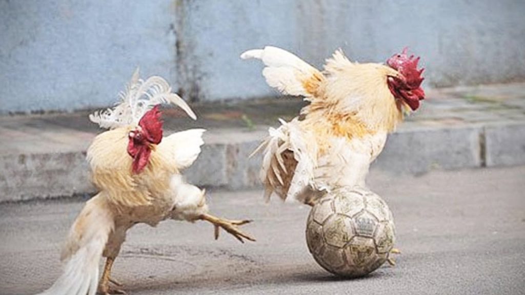 maxresdefault-1024x576 Chicken Football : La France organisera le mondial « poules & volailles » en 2025