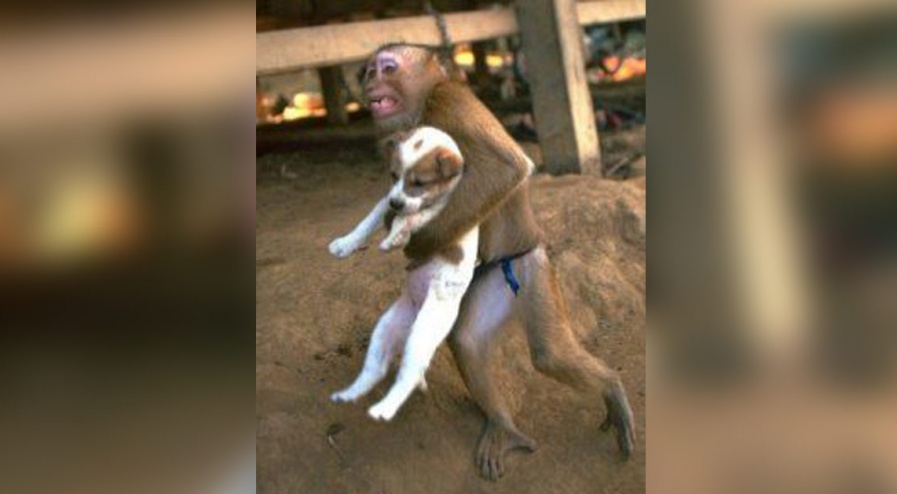 Attentat en Somalie : un singe qui sauve un petit chien Attentat en Somalie : un singe qui sauve un petit chien