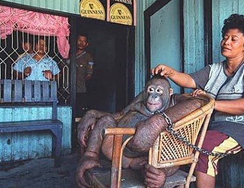 00-prostitution-orang-outan-singe-1 Zoophilie en France : un restaurant vietnamien prostituait un orang-outan dans la cave de l'établissement