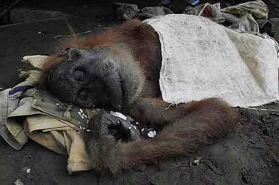 00-prostitution-orang-outan-singe-2 Zoophilie en France : un restaurant vietnamien prostituait un orang-outan dans la cave de l'établissement