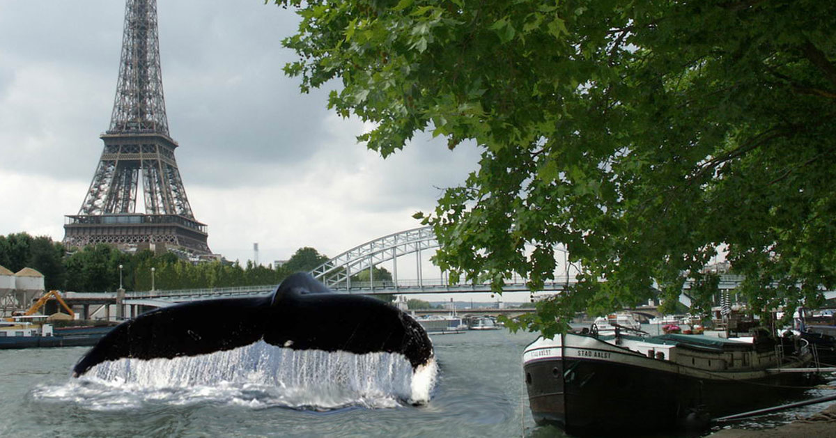 https://secretnews.fr/wp-content/uploads/2017/11/baleine-seine-paris.jpg