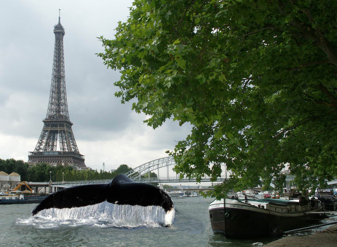 paris-baleine-seine-1 Paris : Des baleines dans la Seine après un siècle d'absence