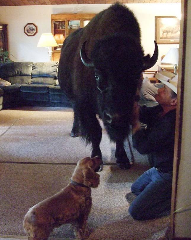 bison-maison-1 Il passe deux ans à élever son "chien" avant de se rendre compte que c'est un bison