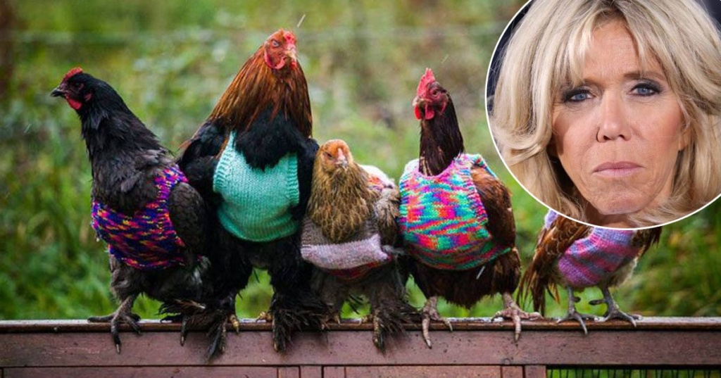 A ce jour, l'opération "Chaud Poulet" a déjà permis d'habiller plus de 250 poules dans toute la France. Un peu de chaleur et un peu d'espoir pour tous les poulets qui ont froid et qui n'ont pas la chance d'avoir été adoptés à l'Élysée ...