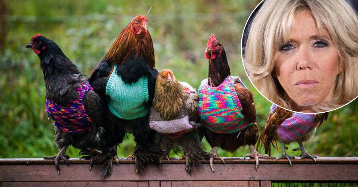 Brigitte Macron tricote des vêtements pour aider les poules "Sans  Poulailler Fixe"