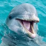 Cocaïne dans l’atlantique : un dauphin flashé à 240 km/h