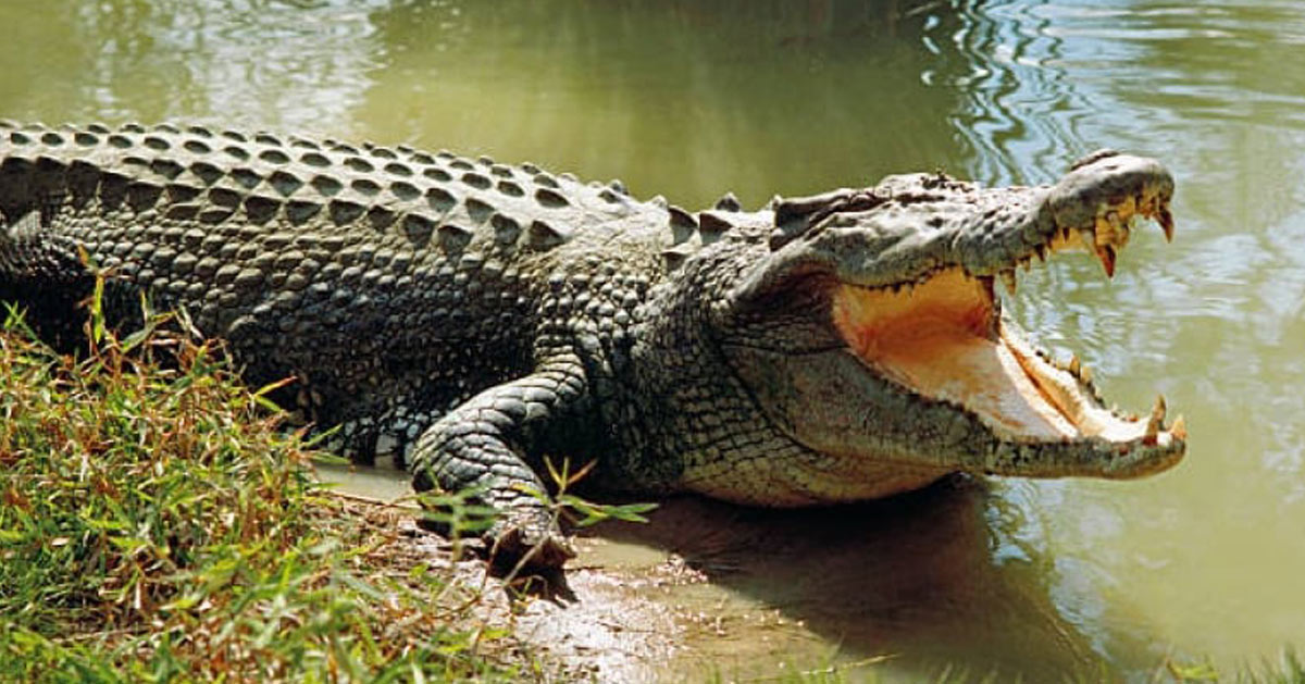 https://secretnews.fr/wp-content/uploads/2020/04/crocodile.jpg